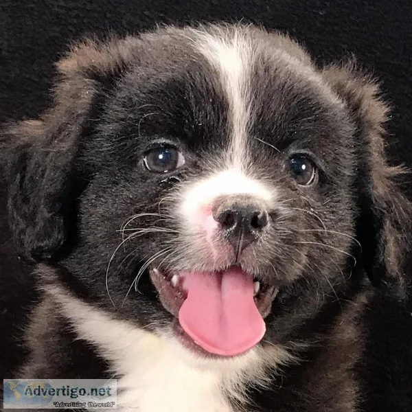 Pegasus Male Black and White Pandiebear Puppy in Chattanooga