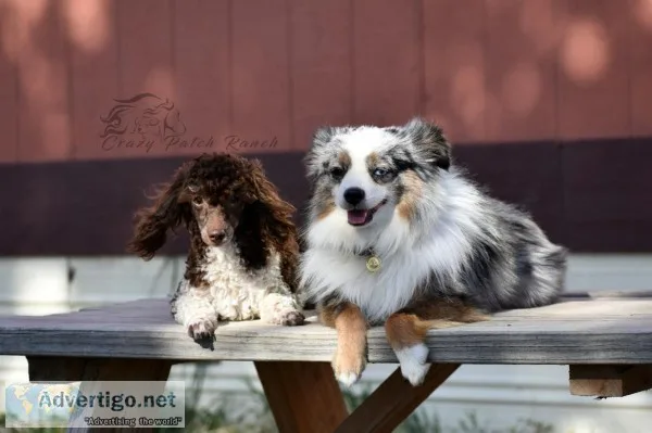 Tiny Toy Aussiedoodle Puppies