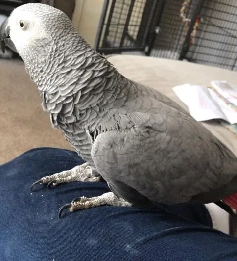 Felding Congo grey parrots