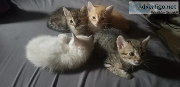 Kittens
