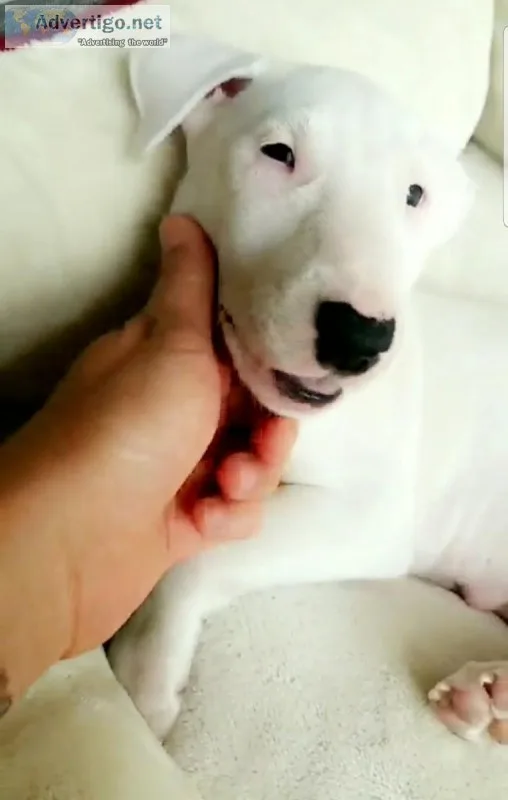 Female Bull Terrier 9 weeks