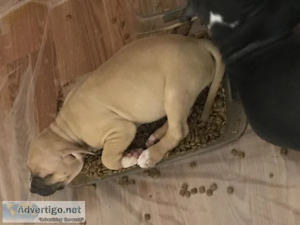 BlueBrindle Pitbull Puppies