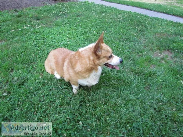 Pembroke Welsh Corgi