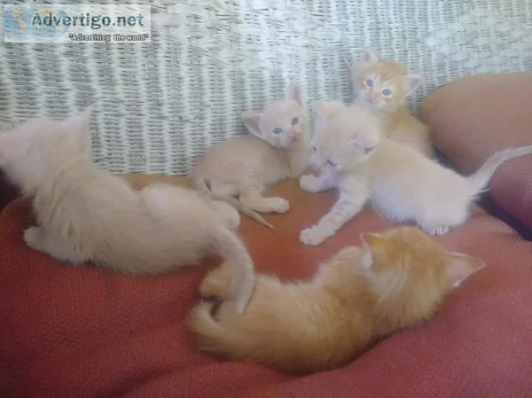 -FREE KITTENS- -ADORABLE-