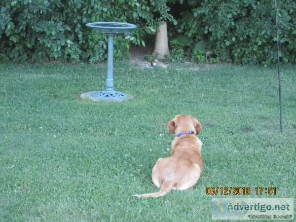 Electronic pet containment installer