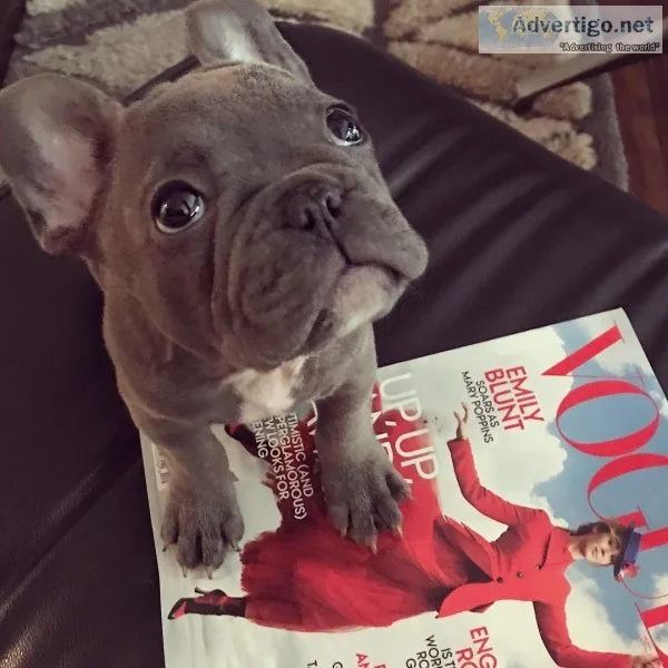 Stunning quality french bulldog pups for