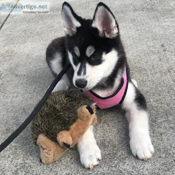 Adorable blue eyes siberian husky pupps