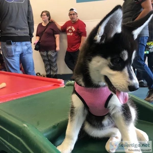 Well train siberian husky pups for rehom