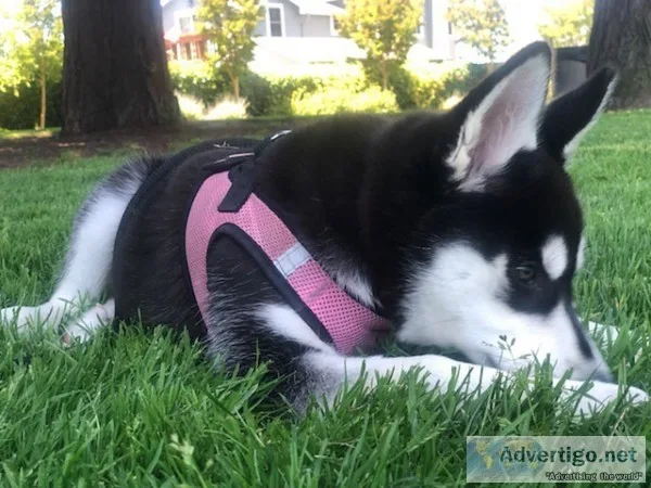 Excellent blue eyes siberian husky pupps