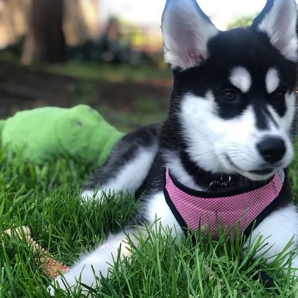 Siberian husky puppies for sale