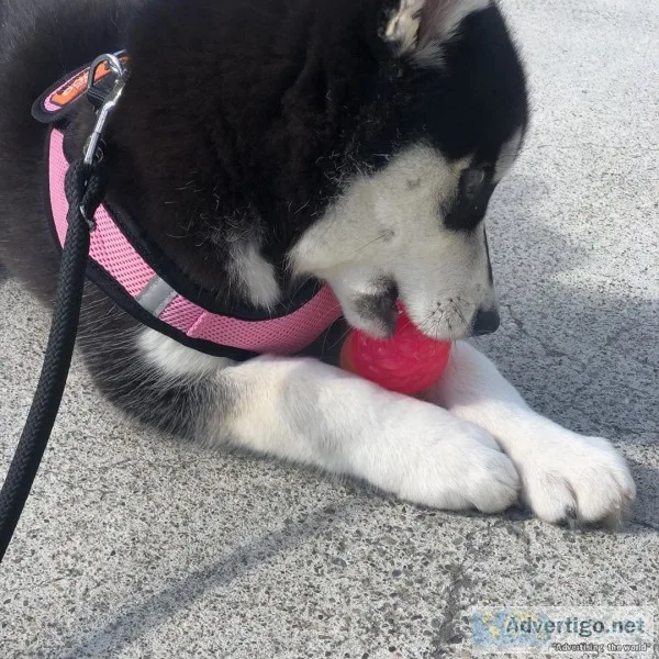 Well train siberian husky pups for rehom