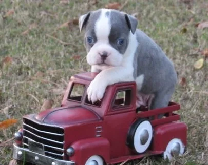 Boston terrier puppies