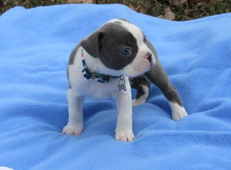 Boston terrier puppies