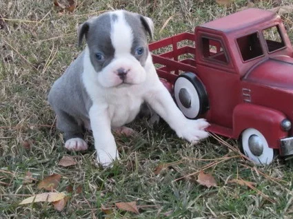 Boston terrier puppies