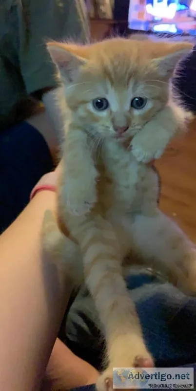 Kittens Free to a good home
