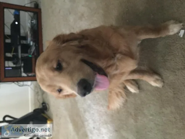 Free Golden Retriever  Seven months old sweet boy