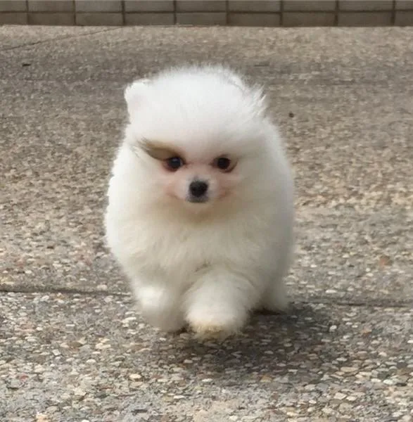 Perfect Pomeranian Puppy