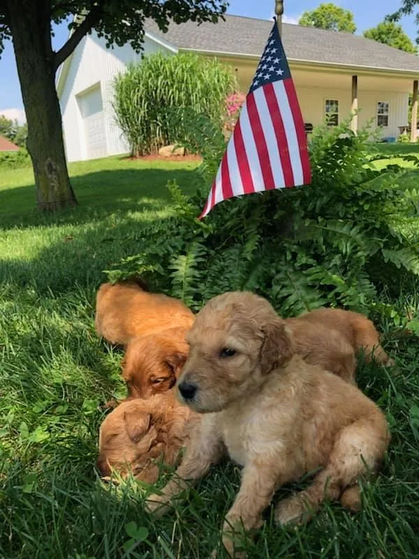 Goldendoodle Pups F1 and F1B