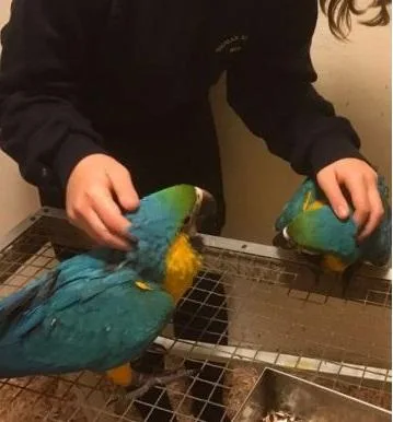 Granite FallsMinnesota Blue and Gold Macaw parrots