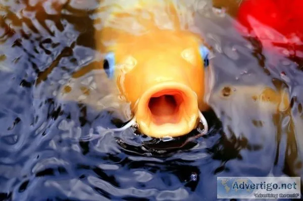 koi food for sale