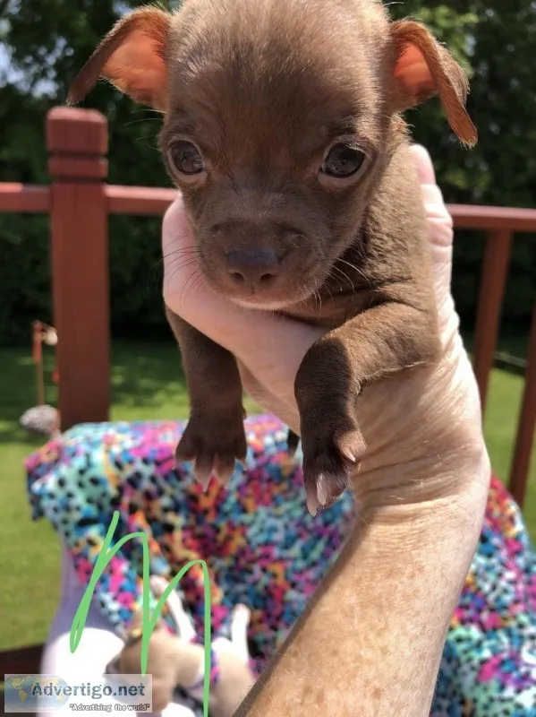 Chihuahua