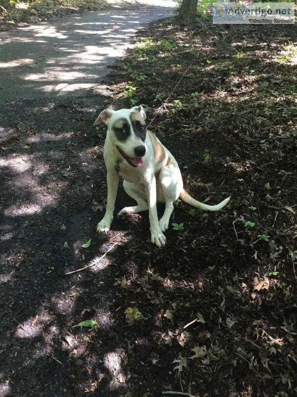 Free need to re- home