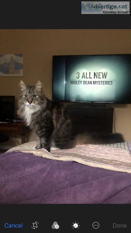 Maine Coon for sale