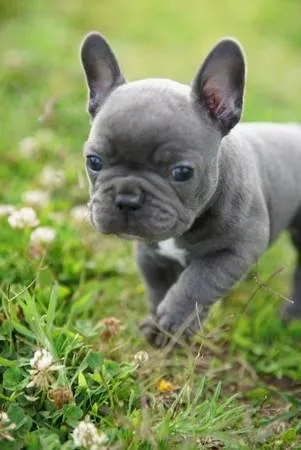 Adorable Bule French Bulldog Puppies For Sale