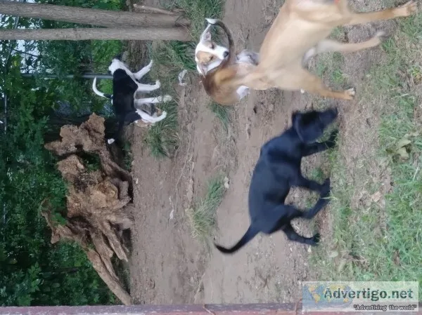 Bella s Pups