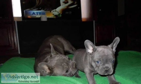 french bulldog puppies for good home