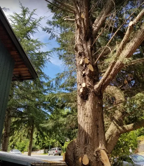 Stump Grinding in Port Mann