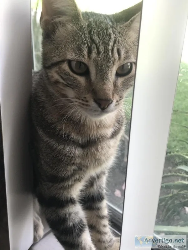 FREE KITTENS