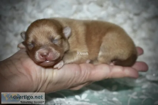 Tiny Toy Orange Male Pomeranian (Peanut)