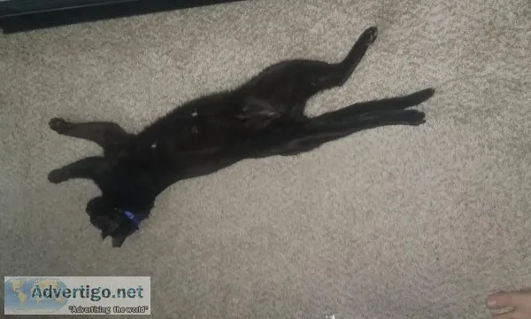 Free loving cat for good home