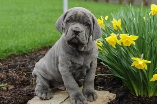 Cane Corso Mastiff. Males and female 10 wk old.