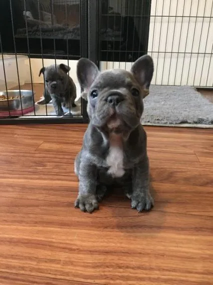 Kc Reg French Bulldog Pups