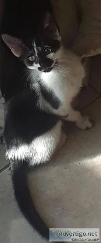 Free Kittens
