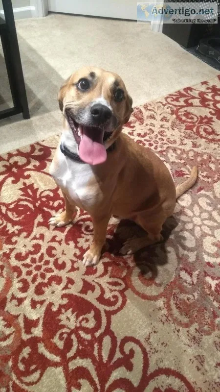 Adorable 2yr LabShepherd Mix DogPuppy