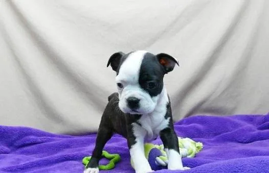 Purebred Boston Terrier puppies available