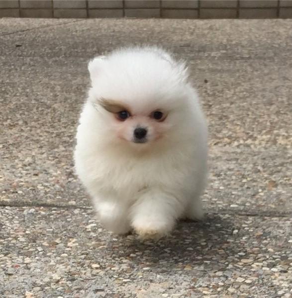 Amazing T-Cup Pomeranian Puppies