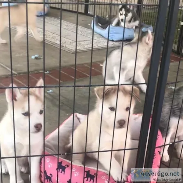 Sweet Siberian Husky Puppies text (814) 347-6991