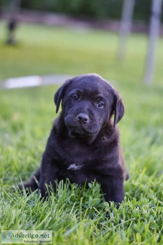 Pit BullRottweiler puppies