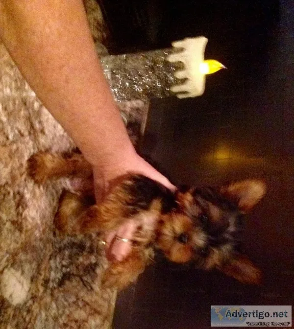 Yorkie girl