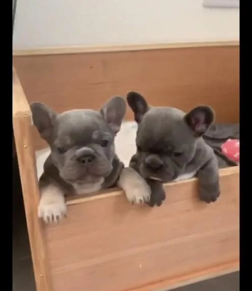 Top Quality Blue Kc Reg French Bulldog Pups