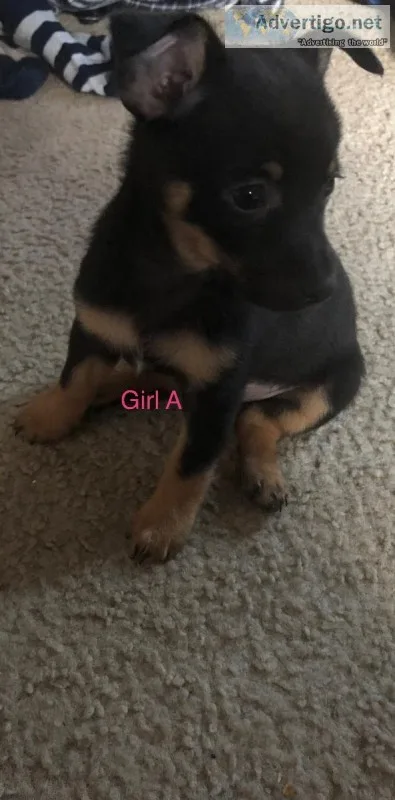 Pomeranian Fox Terrier mix puppies for sale