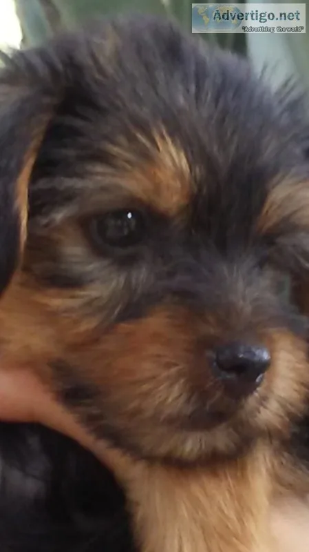 Yorkie puppies (July 14th 2019)