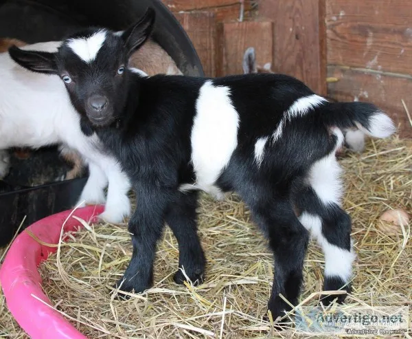 Whether Sale-Mini Goats and Sheep