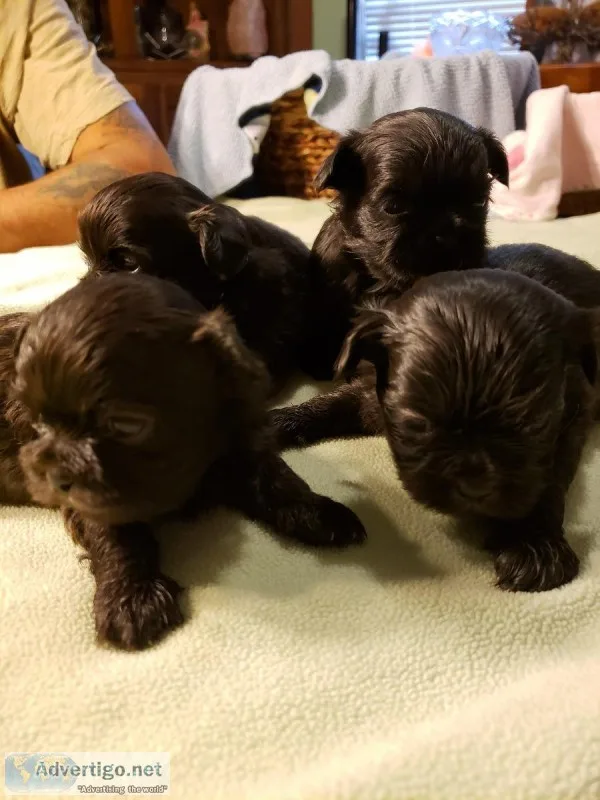 Shih Tzu Puppies