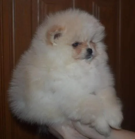 Charming Pomeranian puppies