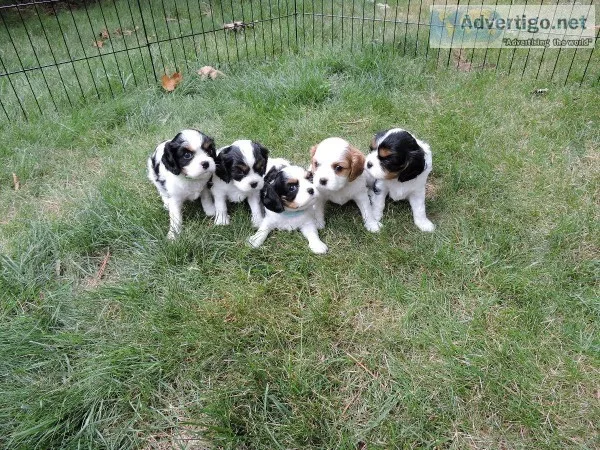 Cavalier King Charles Puppies  Tri-Color and Blenheim